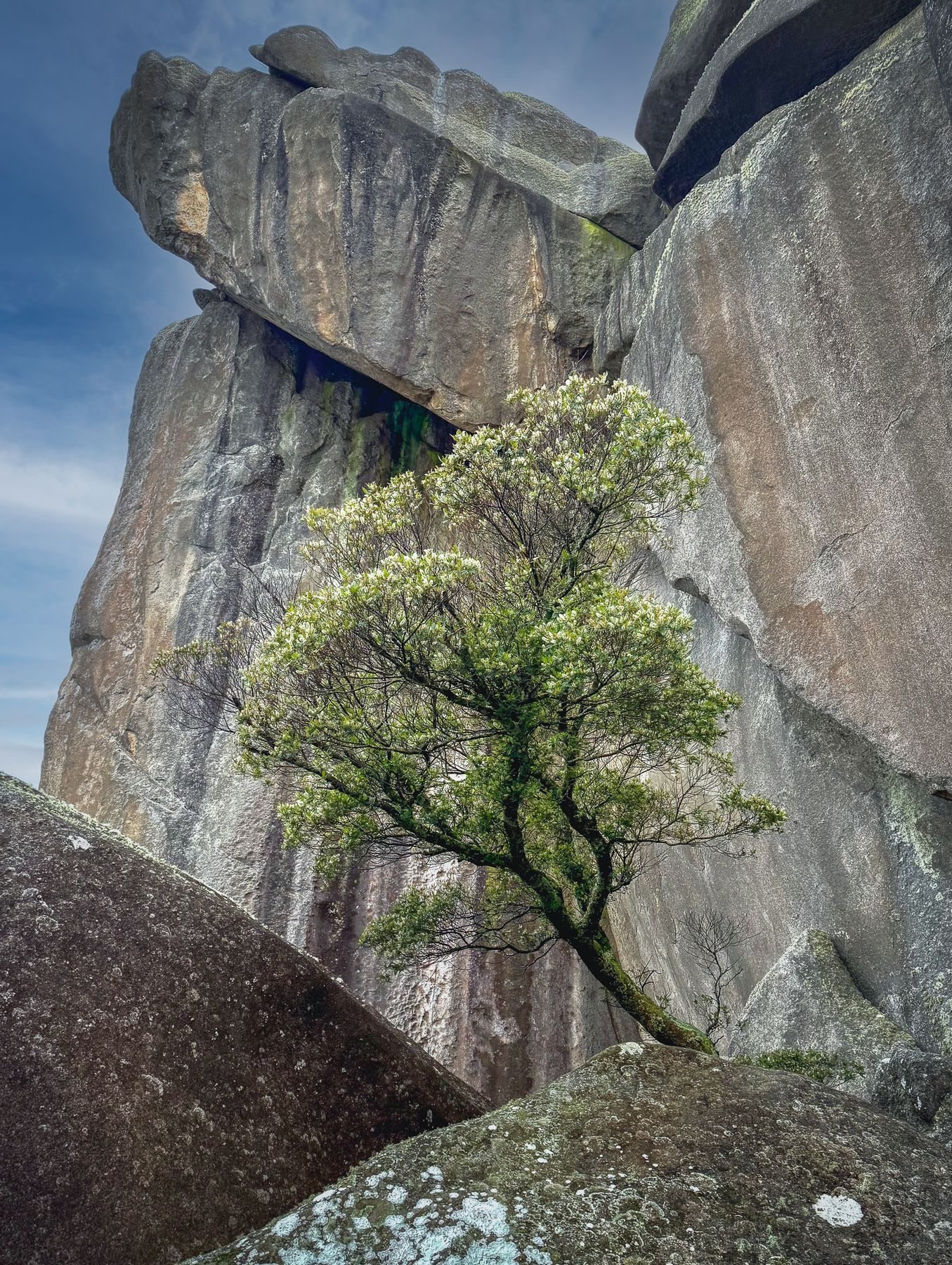 Tree growing between giant boulders, Itatiaia